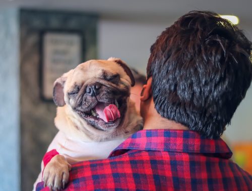 Pug Heureux Sept 18 2024